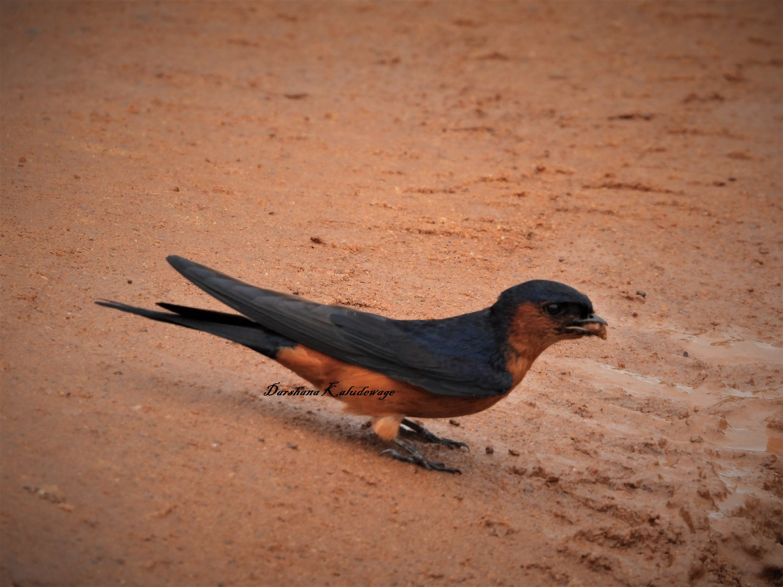 Yala Trail Safari – Unforgettable Wildlife & Jeep Safari Adventures in Yala National Park