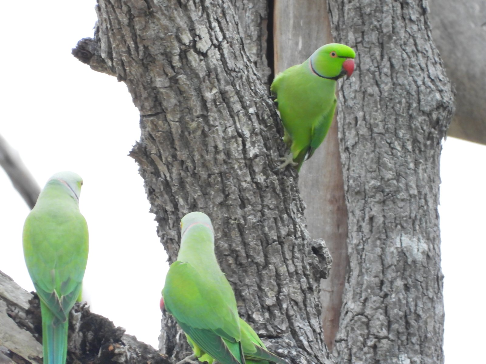 Yala Trail Safari – Unforgettable Wildlife & Jeep Safari Adventures in Yala National Park