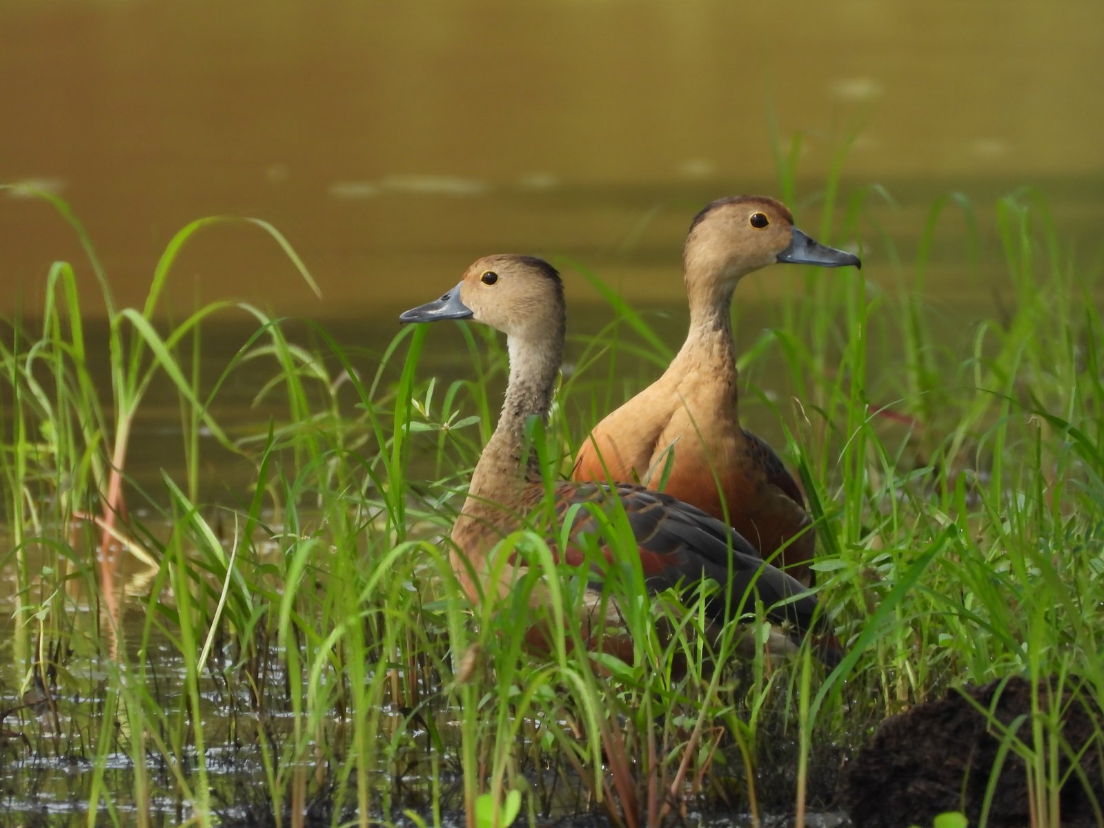 Yala Trail Safari – Unforgettable Wildlife & Jeep Safari Adventures in Yala National Park