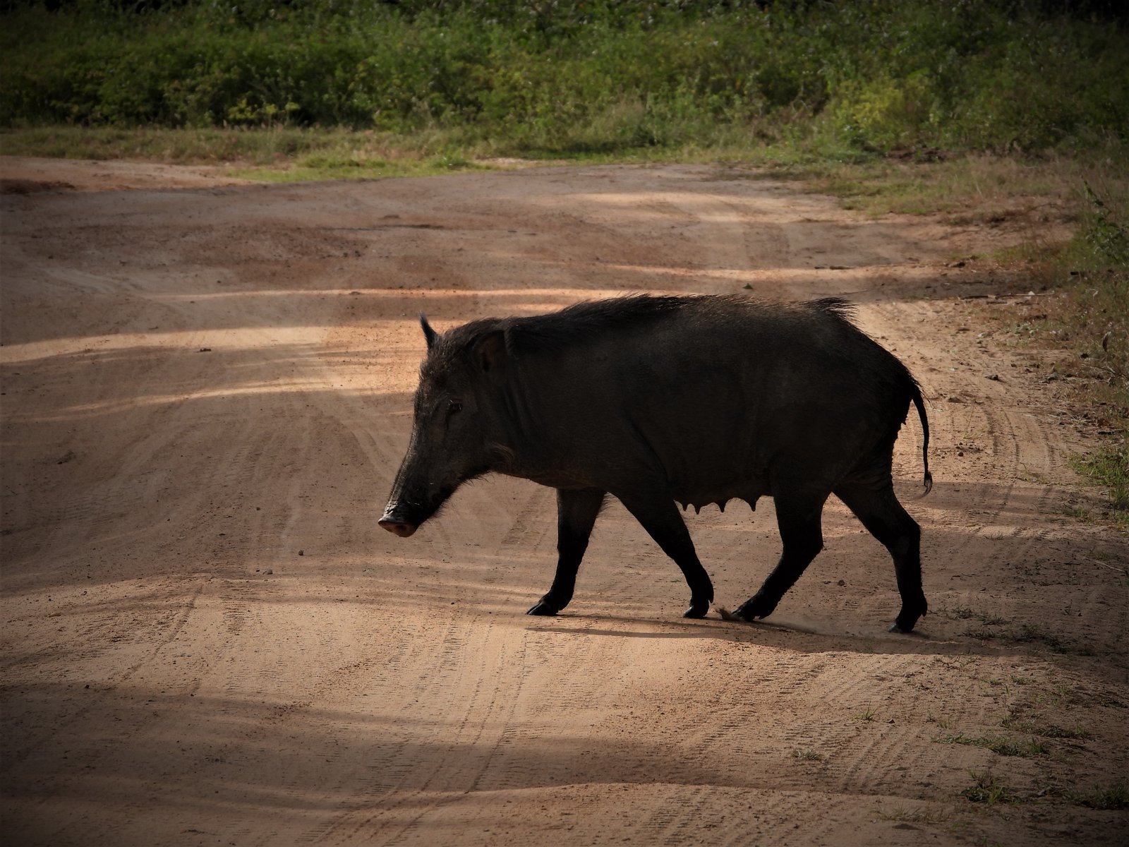 Yala Trail Safari – Unforgettable Wildlife & Jeep Safari Adventures in Yala National Park