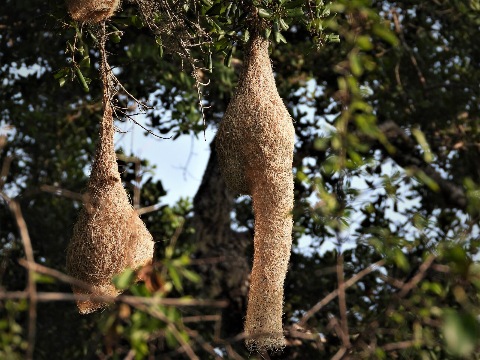 Yala Trail Safari – Unforgettable Wildlife & Jeep Safari Adventures in Yala National Park