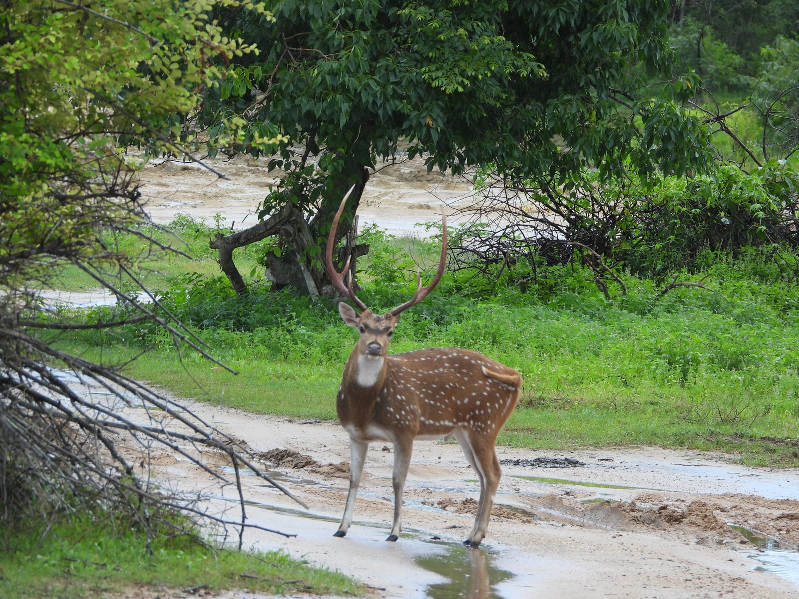 Yala Trail Safari – Unforgettable Wildlife & Jeep Safari Adventures in Yala National Park