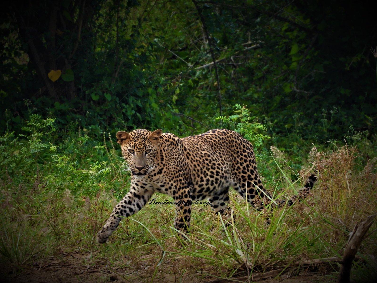 Yala Trail Safari – Unforgettable Wildlife & Jeep Safari Adventures in Yala National Park