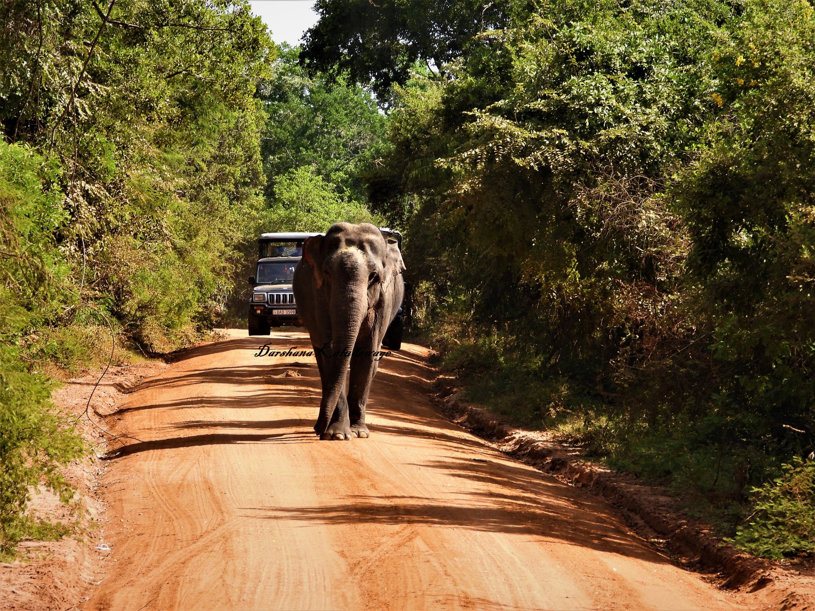 Yala Trail Safari – Unforgettable Wildlife & Jeep Safari Adventures in Yala National Park