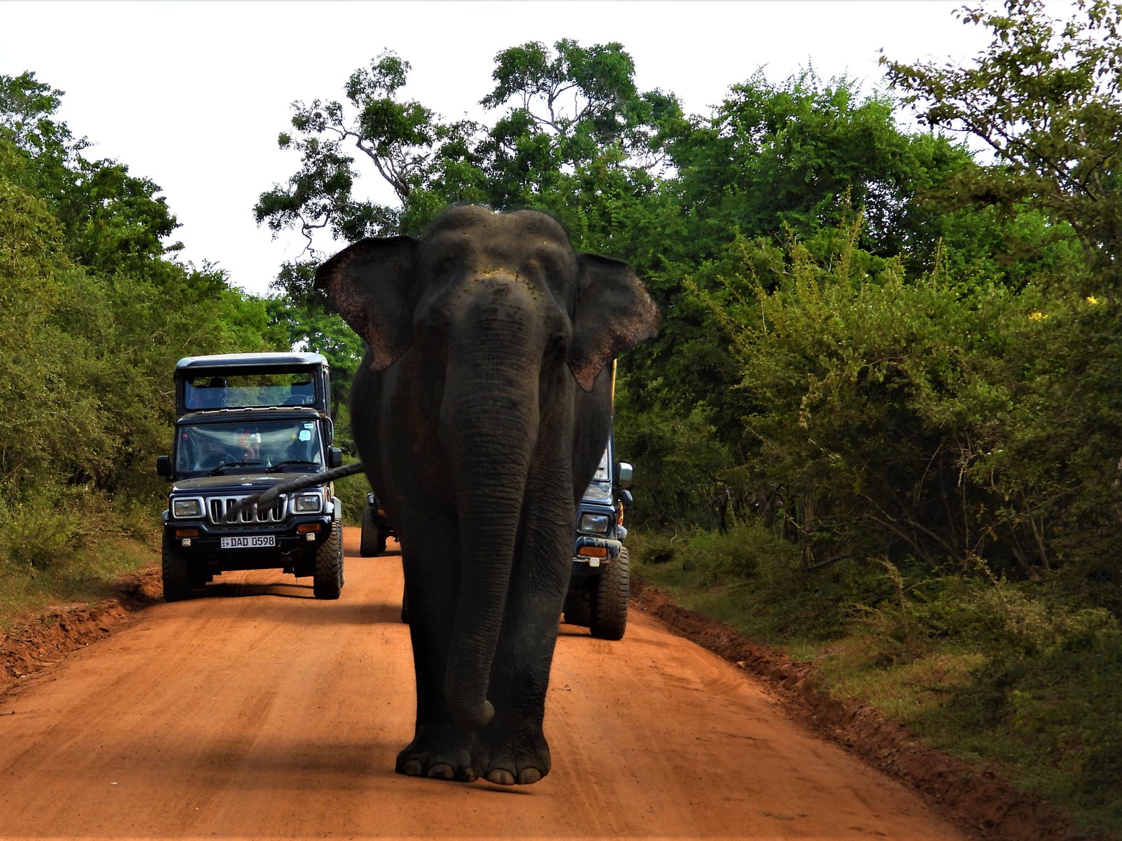Yala Trail Safari – Unforgettable Wildlife & Jeep Safari Adventures in Yala National Park