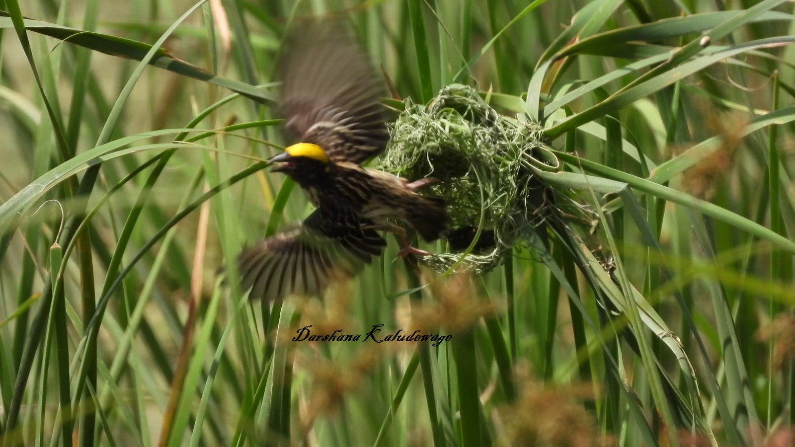 Yala Trail Safari – Unforgettable Wildlife & Jeep Safari Adventures in Yala National Park