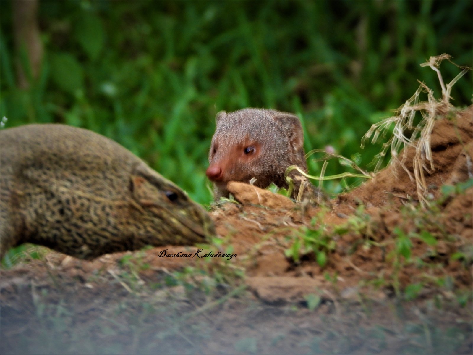 Yala Trail Safari – Unforgettable Wildlife & Jeep Safari Adventures in Yala National Park