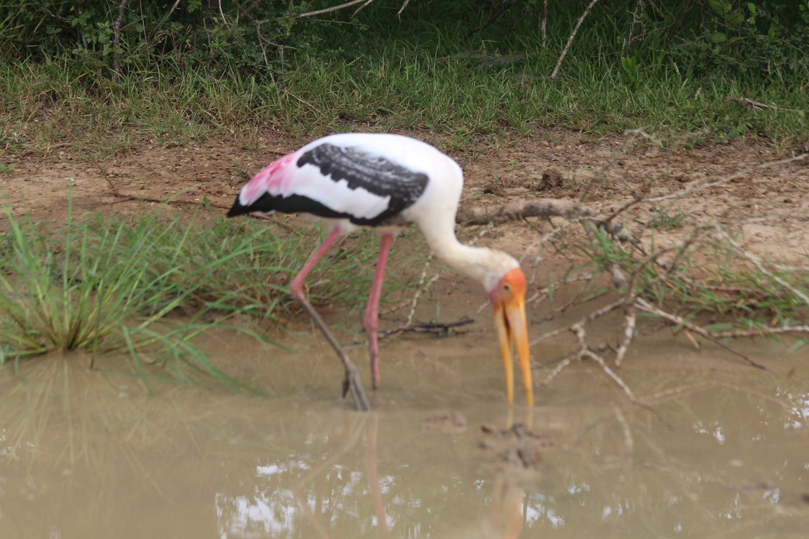 Yala Trail Safari – Unforgettable Wildlife & Jeep Safari Adventures in Yala National Park
