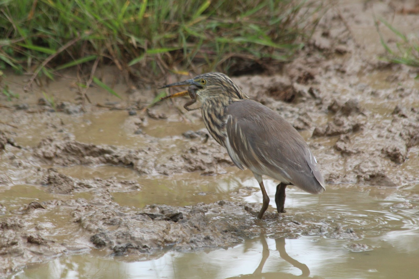 Yala Trail Safari – Unforgettable Wildlife & Jeep Safari Adventures in Yala National Park