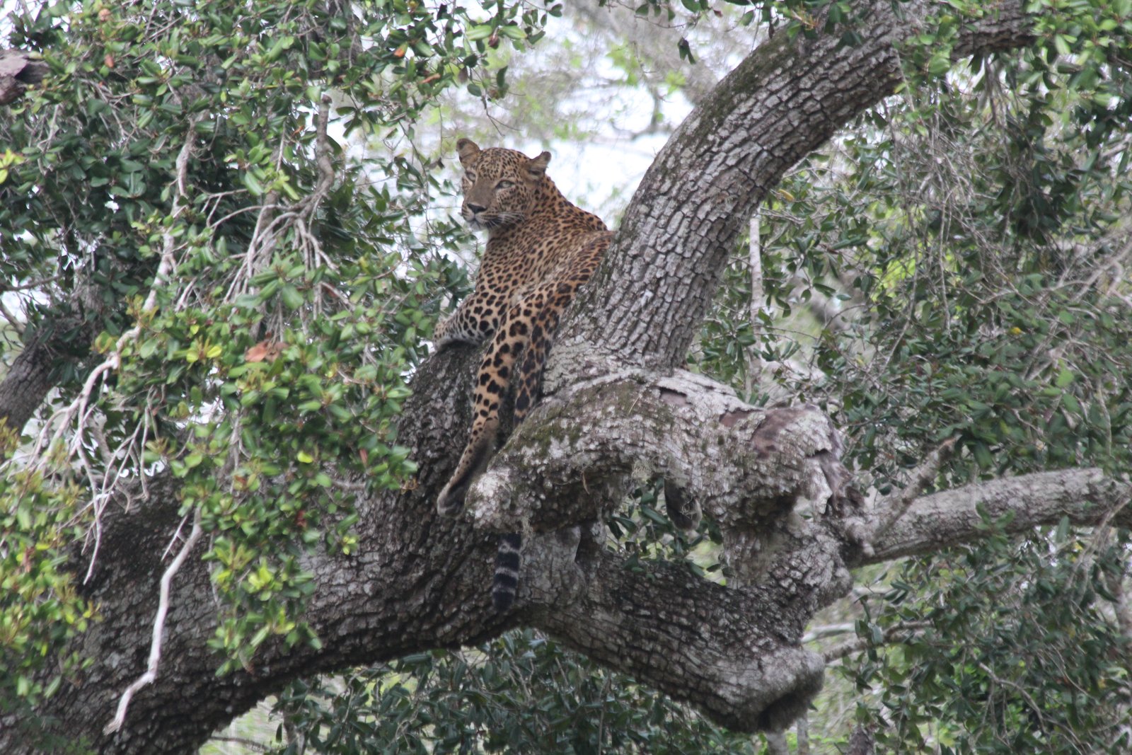 Yala Trail Safari – Unforgettable Wildlife & Jeep Safari Adventures in Yala National Park