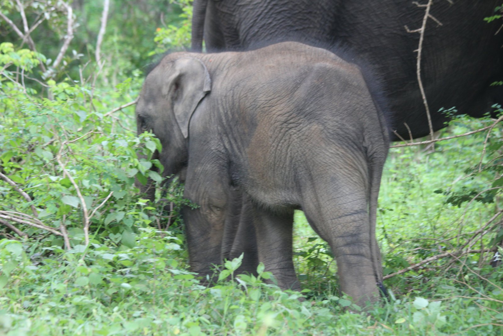 Yala Trail Safari – Unforgettable Wildlife & Jeep Safari Adventures in Yala National Park