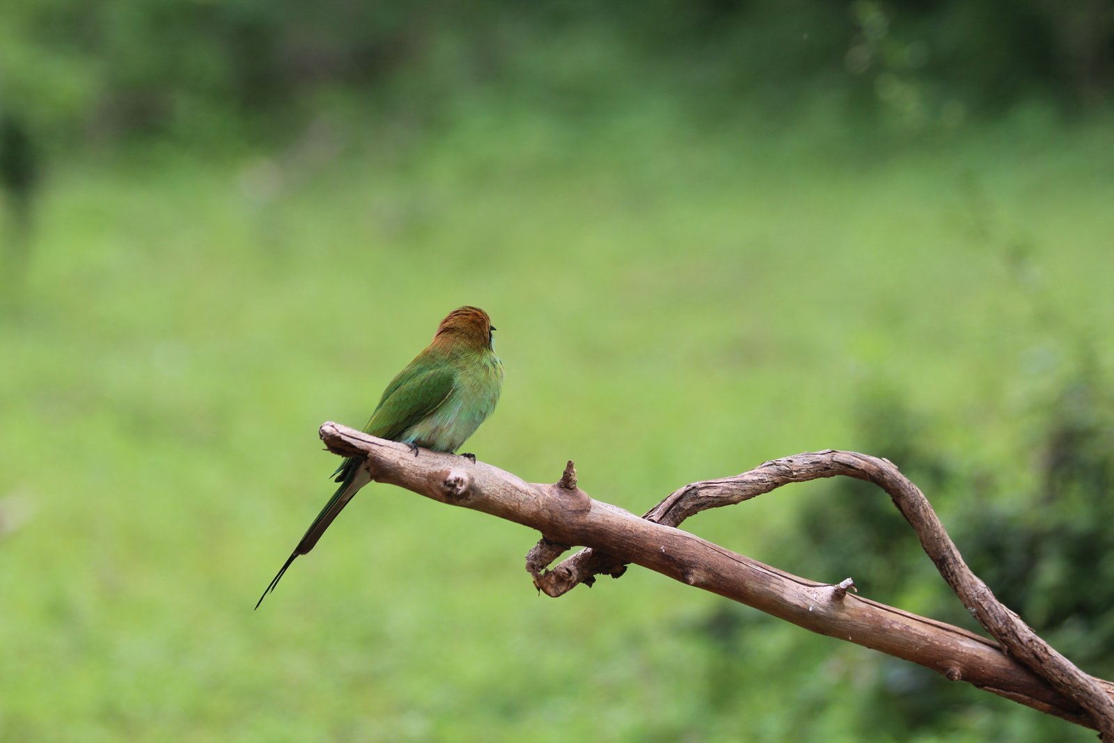 Yala Trail Safari – Unforgettable Wildlife & Jeep Safari Adventures in Yala National Park