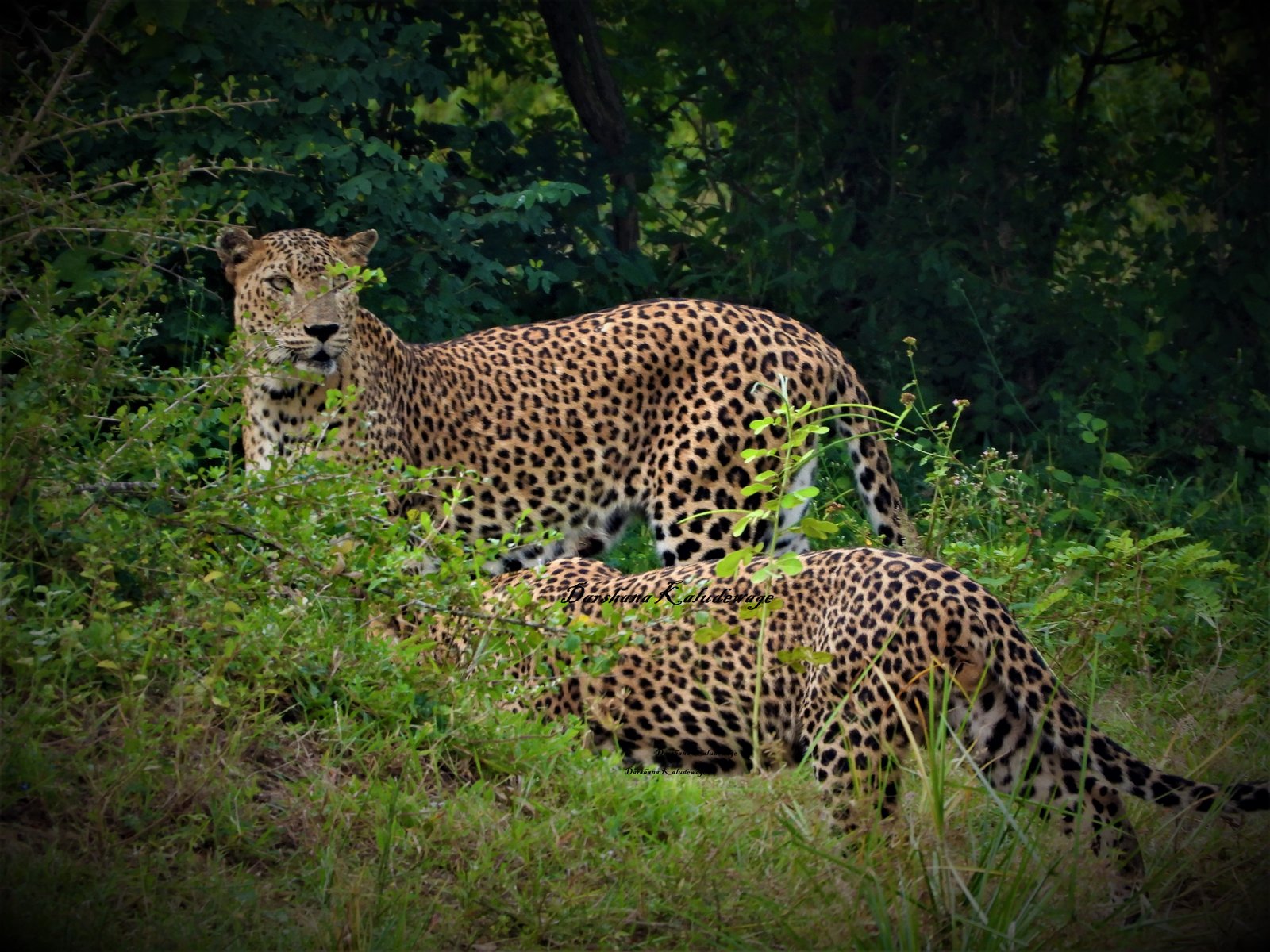 Yala Trail Safari – Unforgettable Wildlife & Jeep Safari Adventures in Yala National Park