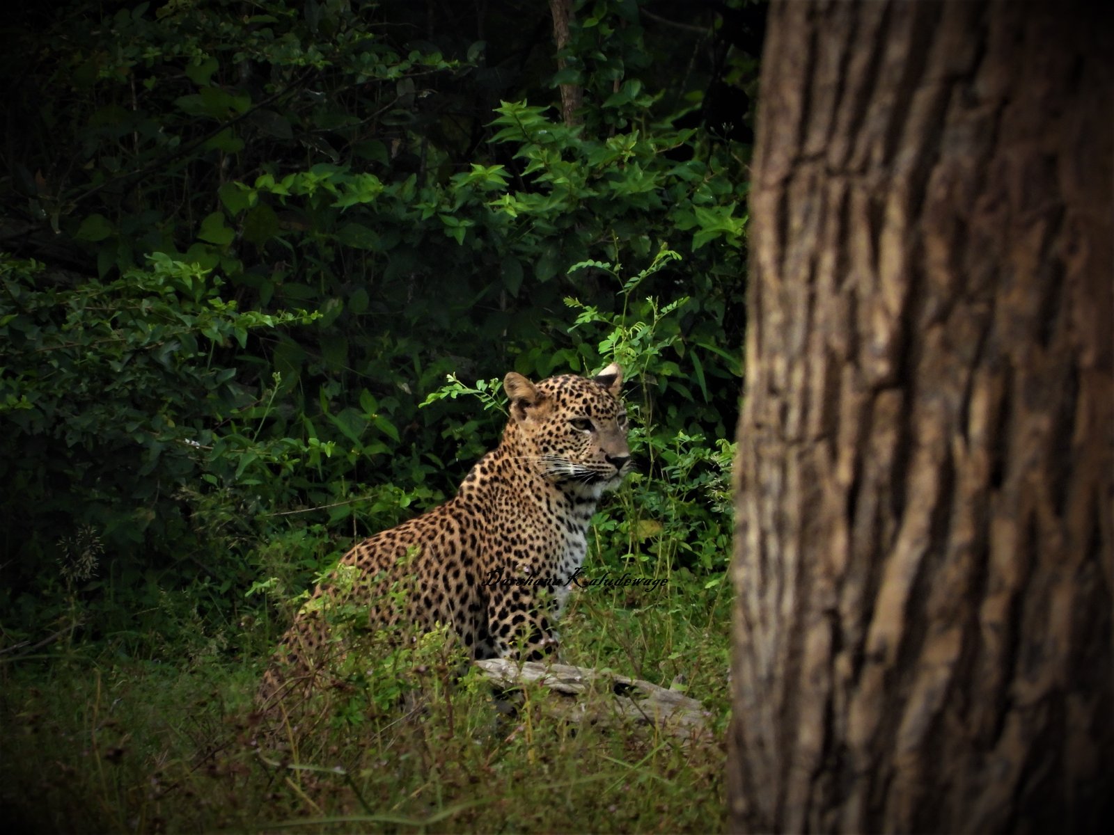 Yala Trail Safari – Unforgettable Wildlife & Jeep Safari Adventures in Yala National Park