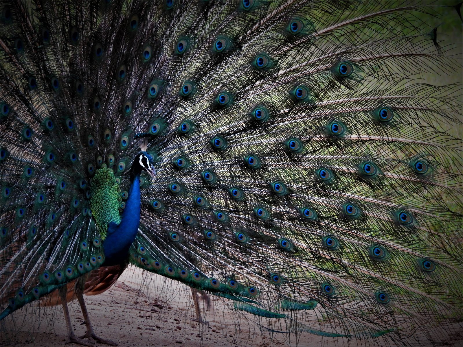 Sunset/Afternoon Bird Watching Tour – Bundala National Park